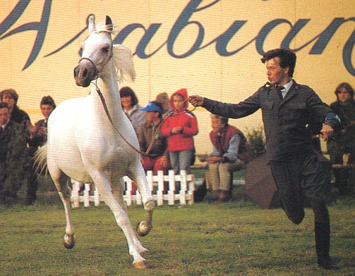 FANTASTKA #373599 (Palas x Fanza, by Chazar) 1975 grey mare; imported to the US 1985 by Bob & Betsy Magness/ Magness Arabians